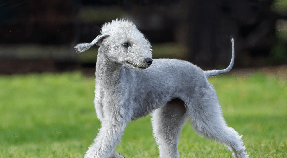 Bedlington Terrier