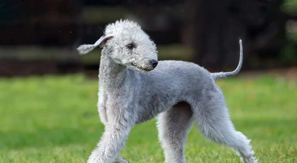 Bedlington Terrier