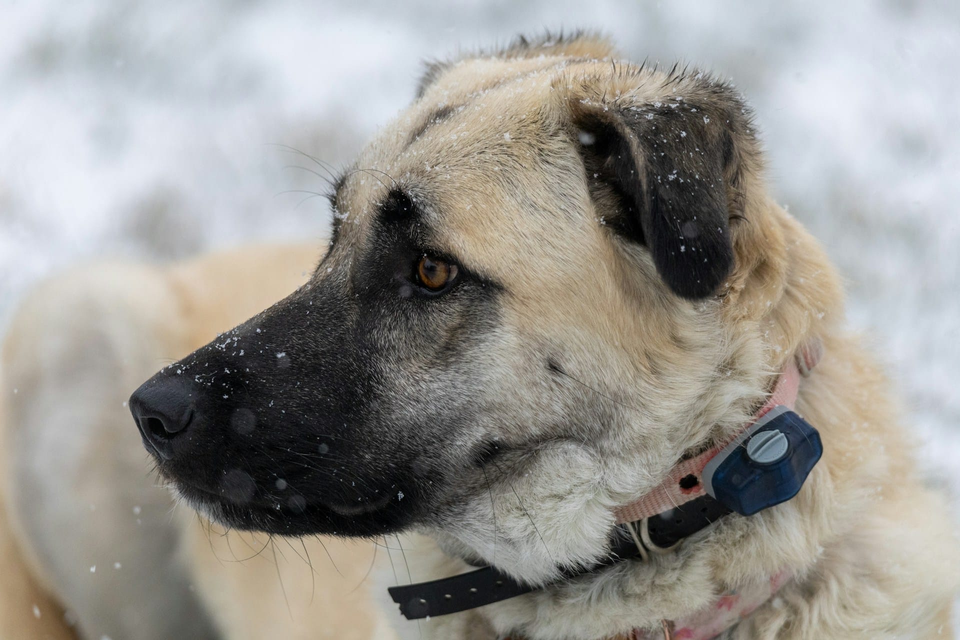 Anatolian Shepherd Dog: 6 Honest Pros and Cons You Should Know Before Owning 6 Anatolian Shepherd Dog