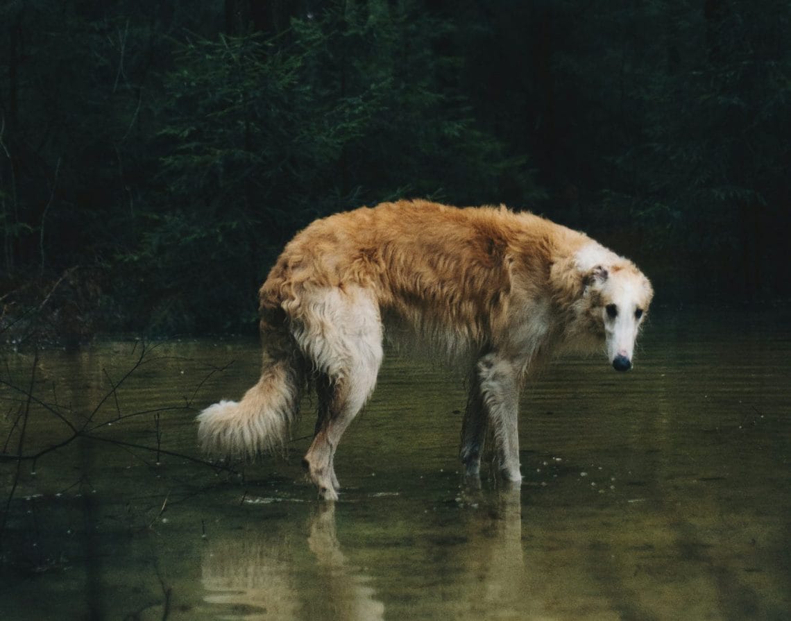 Borzoi