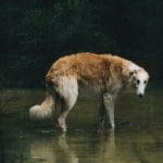 Borzoi