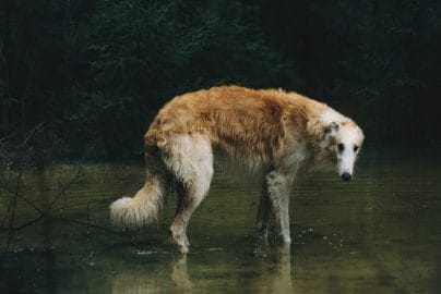 Borzoi
