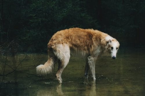 Borzoi