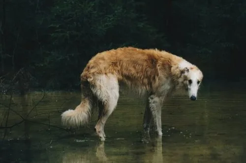 Borzoi