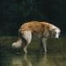 Borzoi Dog Breed: 12 Essential Things You Must Know Before Getting One 6 Borzoi