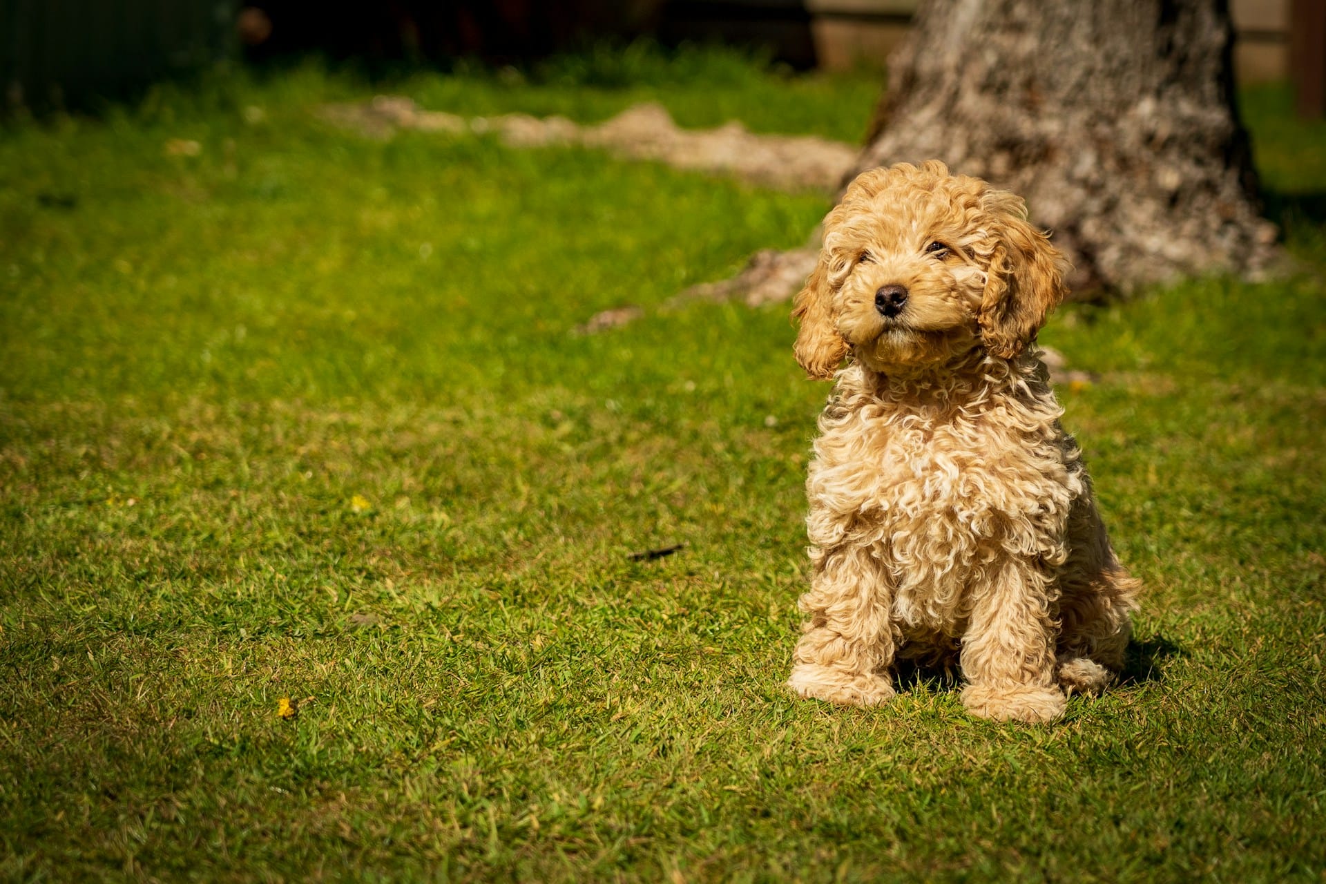 Cockapoo 101: The Honest Guide to This Adorable Hybrid Dog 1 Cockapoo: The Complete Breed Guide to Temperament, Size, Grooming & Care
