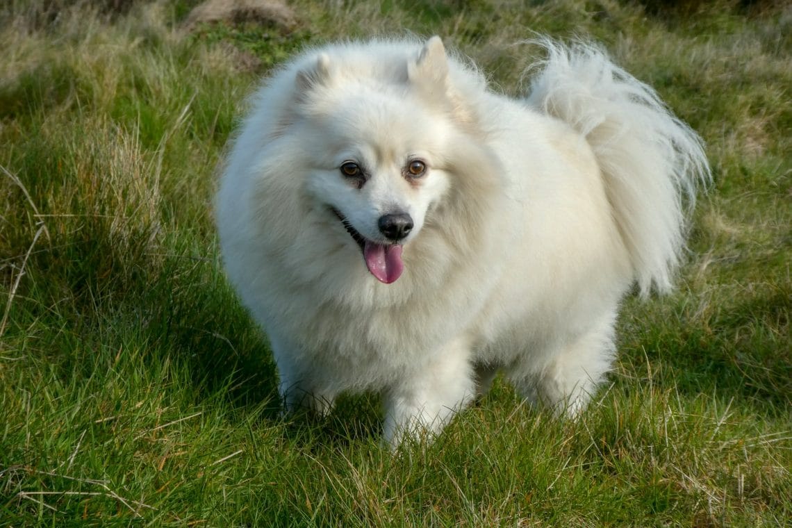 American Eskimo Dog