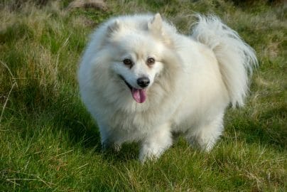 American Eskimo Dog