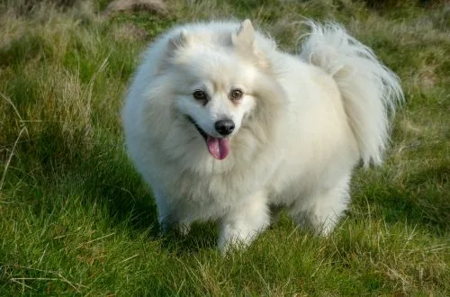 American Eskimo Dog