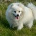 American Eskimo Dog