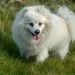 American Eskimo Dog