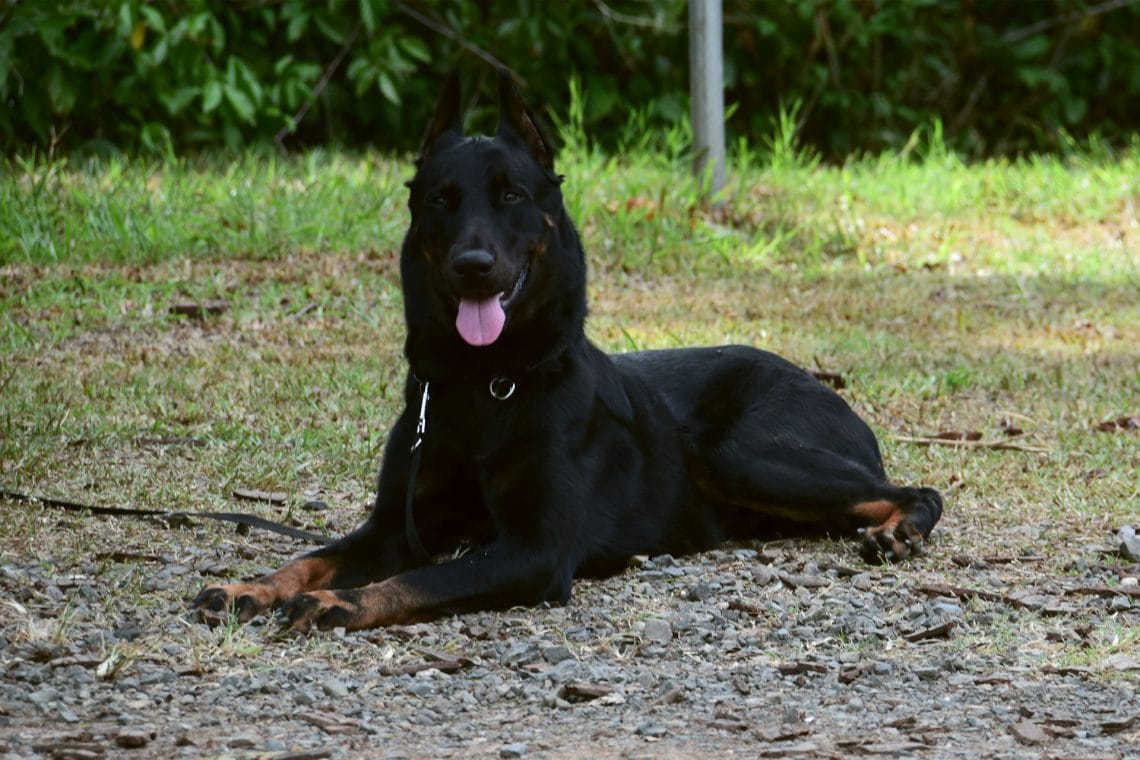 Beauceron Dog Breed