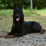 Beauceron Dog Breed