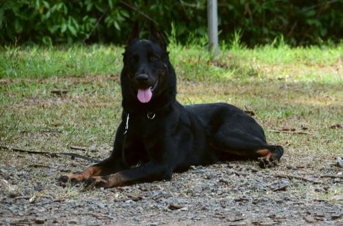 Beauceron Dog Breed