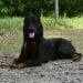 Beauceron Dog Breed