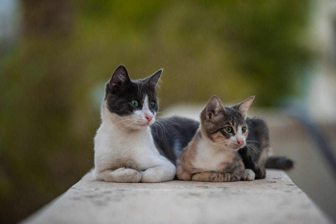 Abscess Cats: Causes, Symptoms, and What to Do Next 1 Abscess Cats