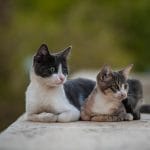 Abscess Cats