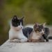 Abscess Cats